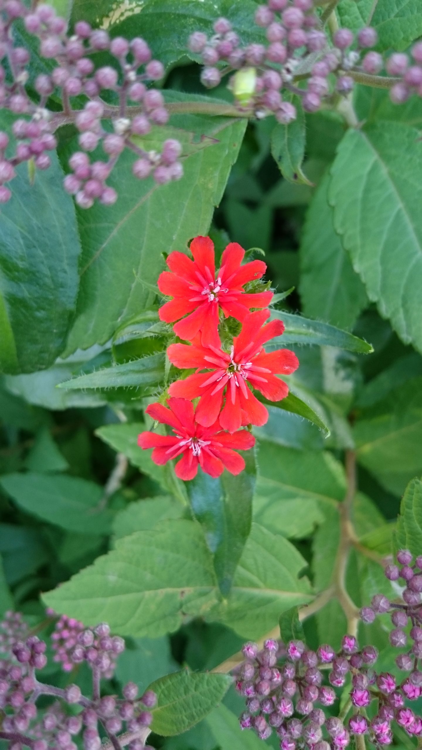 ФУКСИЯ DARK EYES sazhentcy.ru