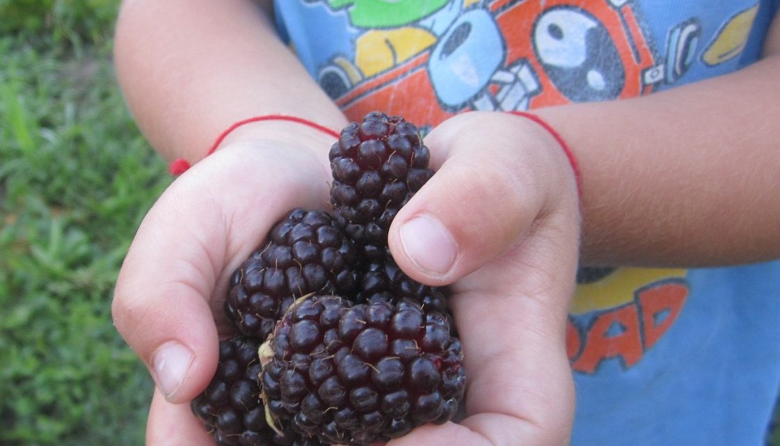 Саженцы Бойсенберри