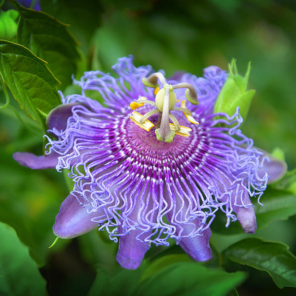 Пассифлора инкарната, Северная маракуйя, или абрикосовая лиана — Passiflora incarnata. Пассифлора инкарната, Северная маракуйя