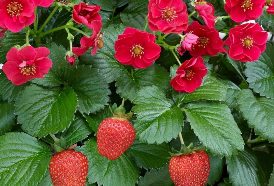 Клубника Саммер Бриз Правила Оформление заказа