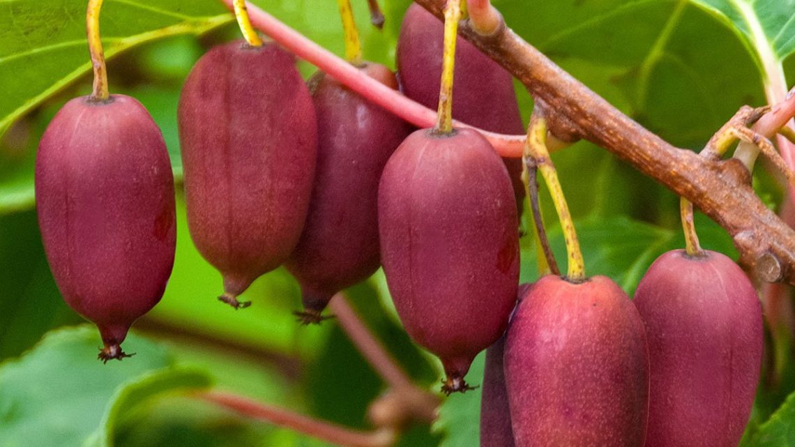 Актинидия Аргута Актинидия Аргута