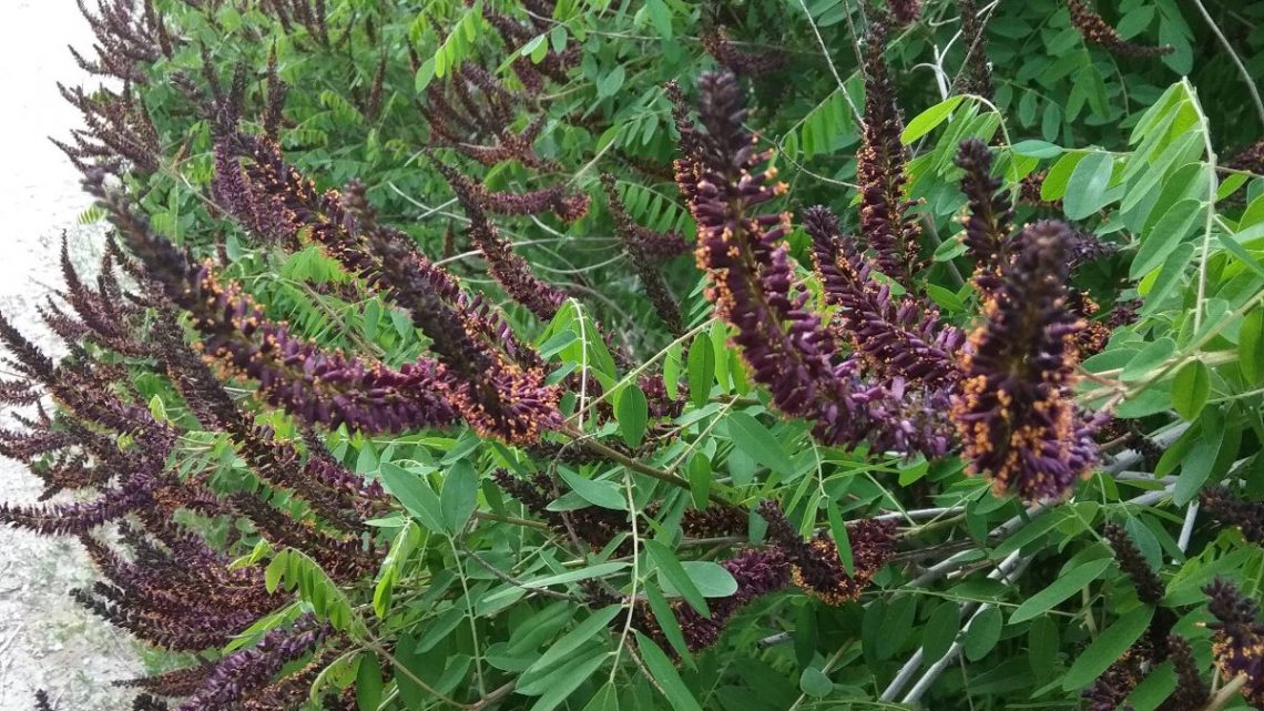 Аморфа Синяя аморфа синяя