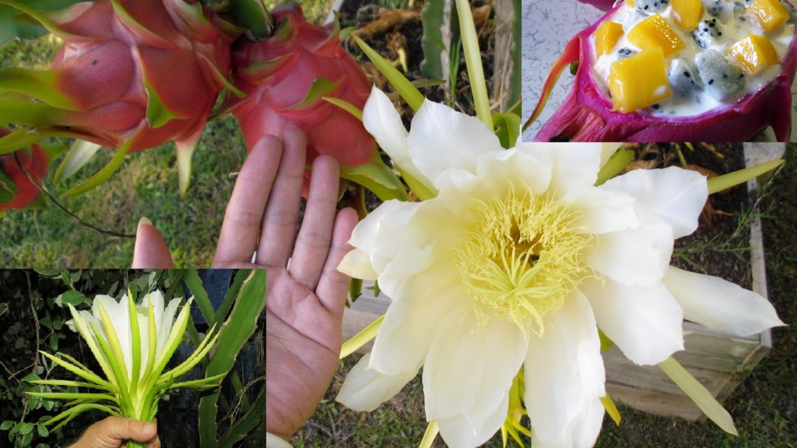 Питахайя, Драконов Фрукт